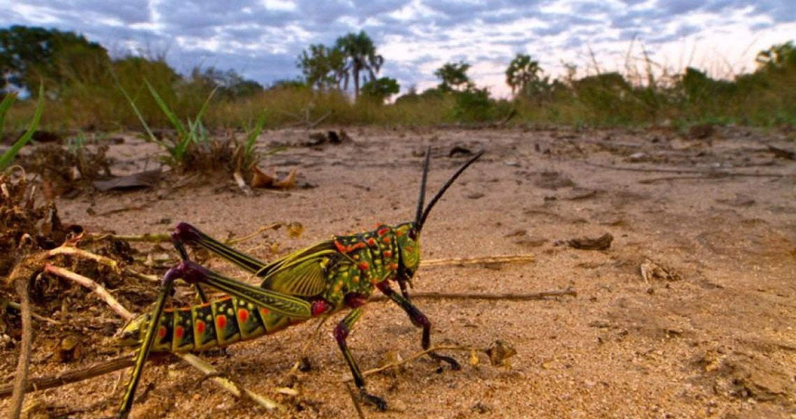 Αρπακτικά έντομα θα επισκέπτονται περισσότερο τις καλλιέργειες καθώς ο πλανήτης θερμαίνεται!